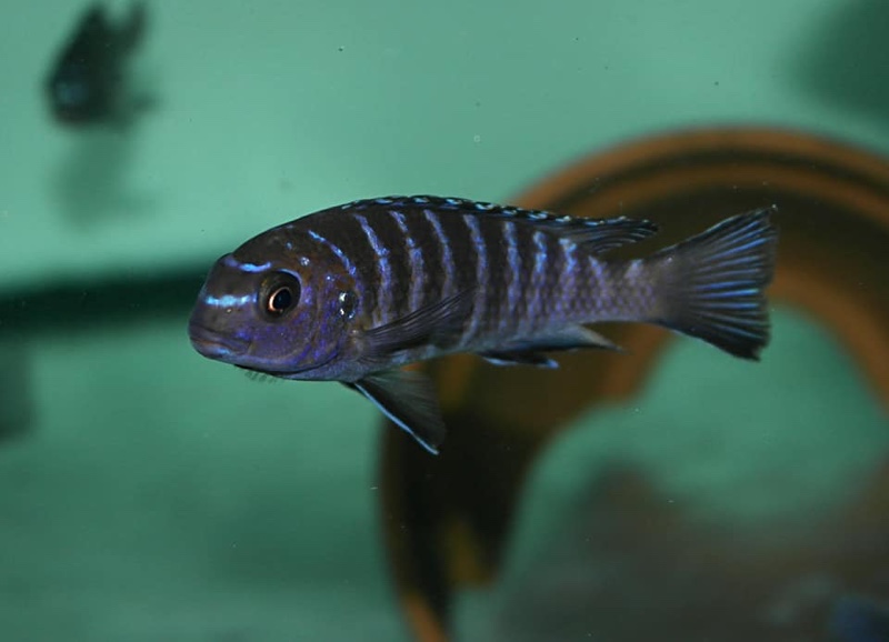 Tropheops modestus 'Chidunga Rocks'